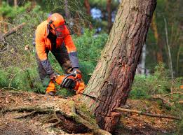 Best Tree Disease Treatment  in Broadway, VA