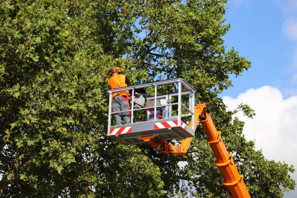 Best Tree Risk Assessment  in Broadway, VA