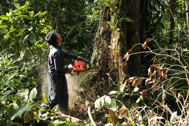 Best Commercial Tree Services  in Broadway, VA