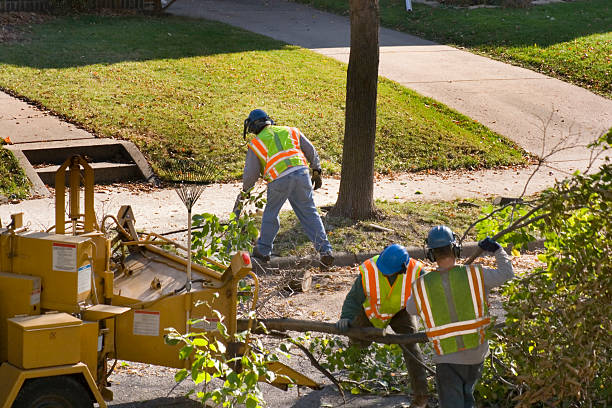 Best Tree Removal  in Broadway, VA