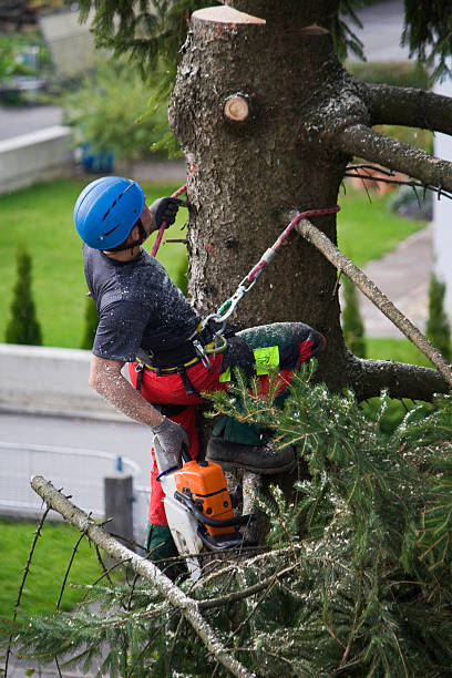 Broadway, VA  Tree Services Company