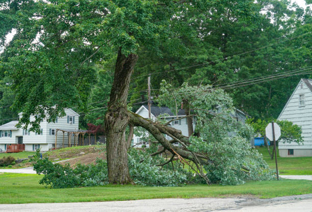 Why Choose Our Tree Removal Services in Broadway, VA?