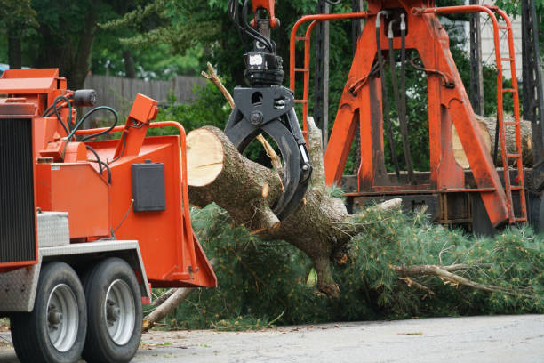 Best Lawn Grading and Leveling  in Broadway, VA