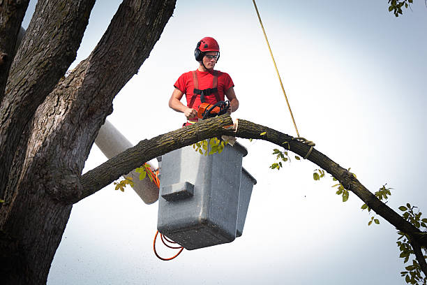 Best Stump Grinding and Removal  in Broadway, VA