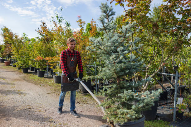  Broadway, VA Tree Services Pros