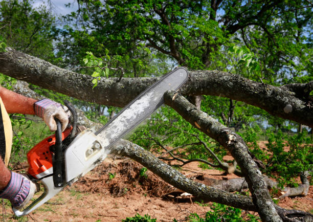 Best Tree Health Inspection  in Broadway, VA